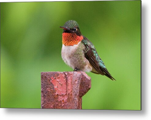 Hummingbird Metal Print featuring the photograph Hummy Perch by Steve Stuller