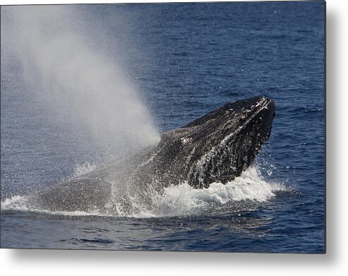 00429923 Metal Print featuring the photograph Humpback Whale Male Displaying by Suzi Eszterhas