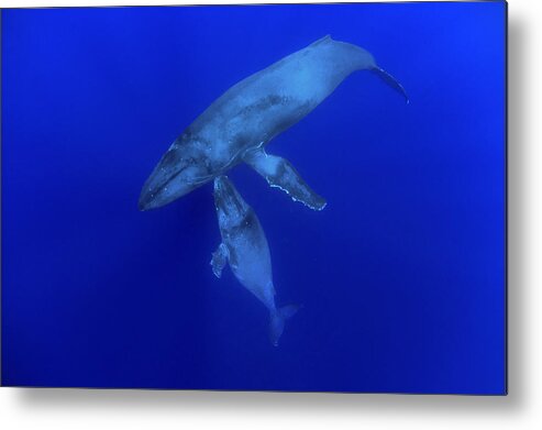 00999164 Metal Print featuring the photograph Humpback Whale Mother And Yearling Maui by Flip Nicklin