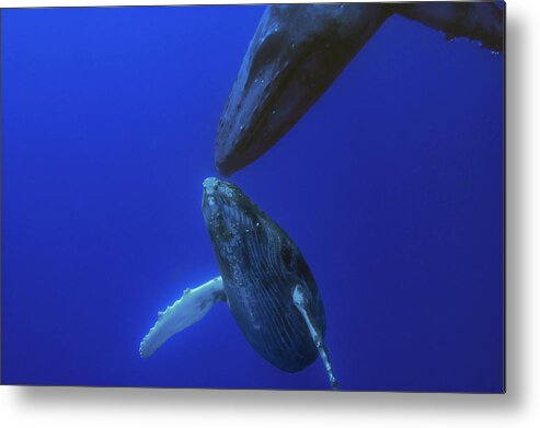 00999160 Metal Print featuring the photograph Humpback Whale Yearling And Mother Maui by Flip Nicklin