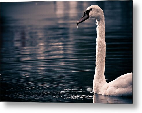 Swan Metal Print featuring the photograph Hungry Swan by Justin Albrecht