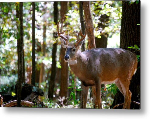 Wildlife Photography Metal Print featuring the photograph Hunters Dream 10 Point Buck by Peggy Franz