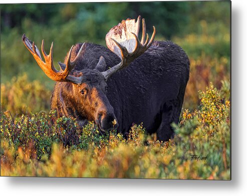 Moose Metal Print featuring the photograph I wish I could fly. by Fred J Lord