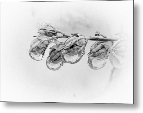 Beautiful Metal Print featuring the photograph Ice covered branch by Emanuel Tanjala