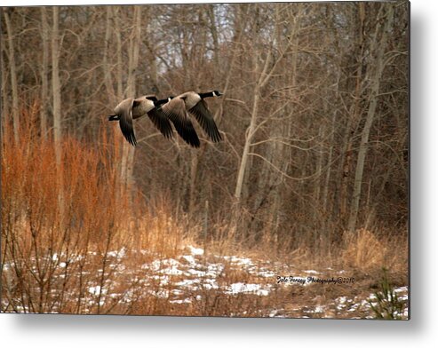 Photography Metal Print featuring the photograph In Flight by Jale Fancey