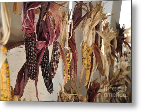 Corn Metal Print featuring the photograph Indian Corn by Tatyana Searcy