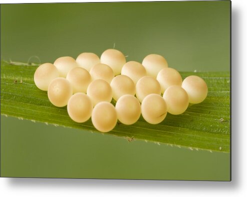 00298007 Metal Print featuring the photograph Insect Eggs Guinea West Africa by Piotr Naskrecki