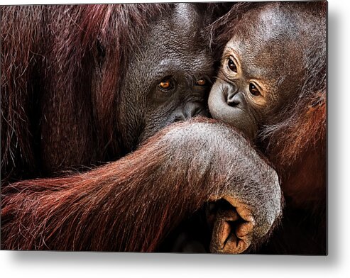 Orangutan Metal Print featuring the photograph Instinct by Janet Fikar