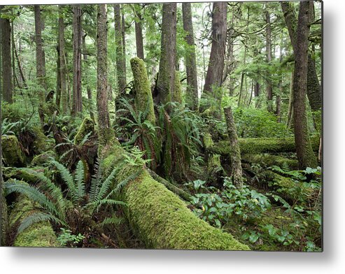 Mp Metal Print featuring the photograph Inteiror Of Old-growth Temperate by Matthias Breiter