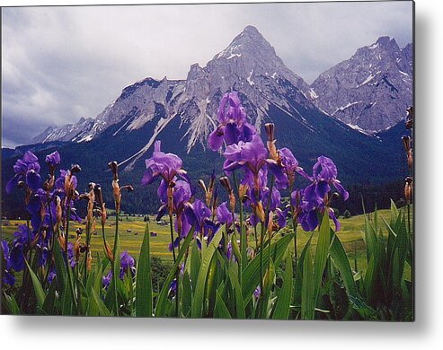 Iris Metal Print featuring the photograph Irises in Austria by Pat Moore