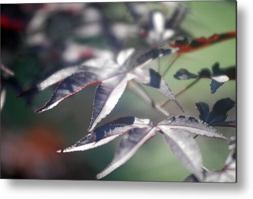 Japanese Red Maple Metal Print featuring the photograph Japanese Maple 1 by Douglas Pike