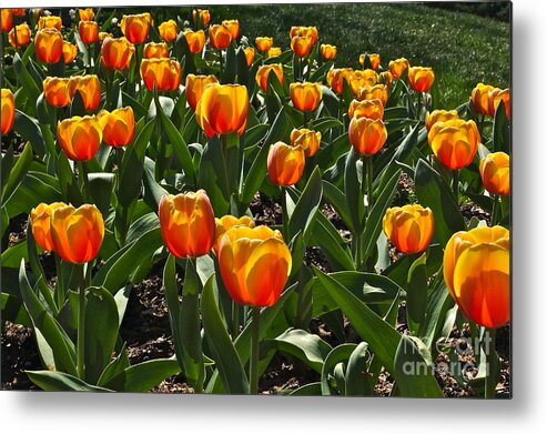 Glowing Flowers Metal Print featuring the photograph Jolly Goblets Filled With Sunshine by Byron Varvarigos