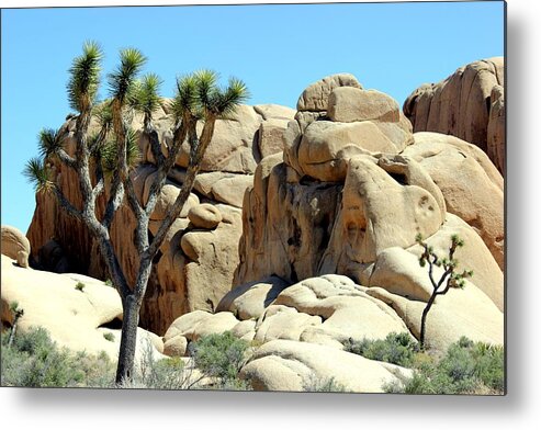 Joshua Tree National Park Metal Print featuring the photograph Joshua Tree by Leigh Meredith