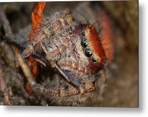 Phidippus Cardinalis Metal Print featuring the photograph Jumping Spider Portrait by Daniel Reed