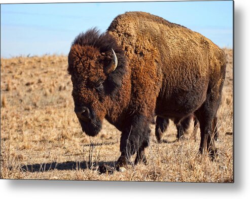 Kansas Metal Print featuring the photograph Kansas Buffalo by Alan Hutchins