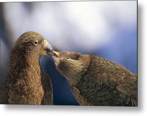 Mp Metal Print featuring the photograph Kea Nestor Notabilis Couple Billing by Tui De Roy