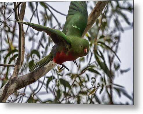 King Parrot Metal Print featuring the photograph King Parrot in Flight by Douglas Barnard