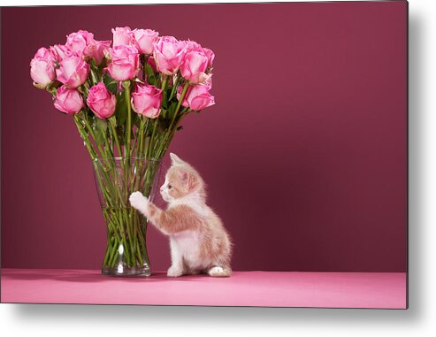 Horizontal Metal Print featuring the photograph Kitten Pawing Vase Of Roses by Martin Poole