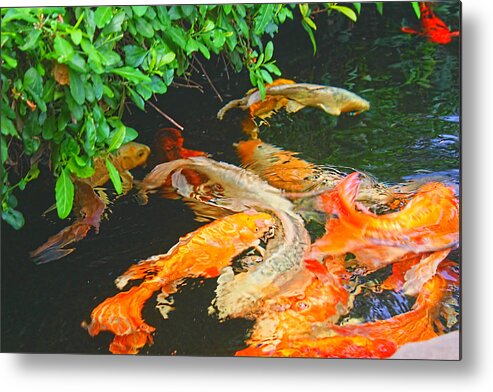 Art Photography Metal Print featuring the photograph Koi Joy by Christiane Kingsley