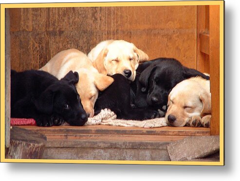 Labrador Metal Print featuring the photograph Labrador puppies sleeping by Richard James Digance