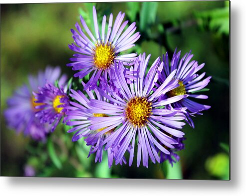 Macro Metal Print featuring the photograph Last Bloom by Sheryl Burns