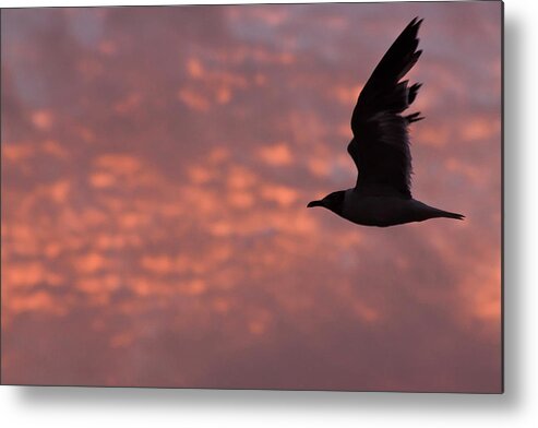 Seagull Metal Print featuring the photograph Laughing Gull At Sunset by Tom Singleton
