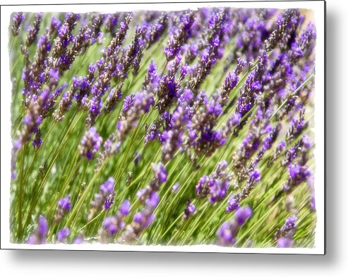 Lavender Metal Print featuring the photograph Lavender 2 by Ryan Weddle