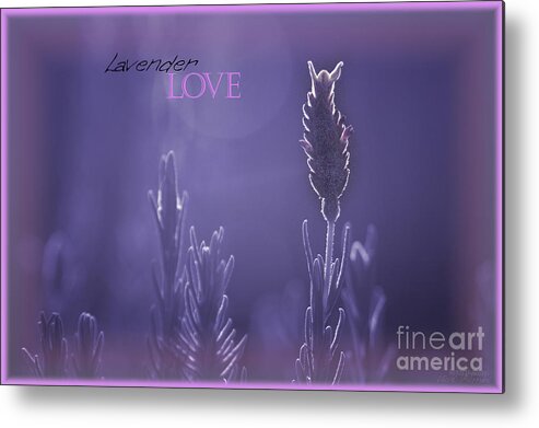 Lights Metal Print featuring the photograph Lavender Love by Vicki Ferrari