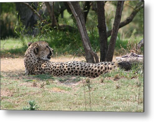 Cats Metal Print featuring the photograph Lazy Midday Catnap by Christina A Pacillo
