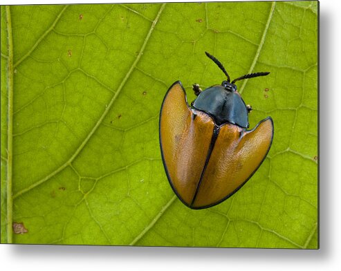 00427201 Metal Print featuring the photograph Leaf Beetle In Rainforest Paramaribo by Piotr Naskrecki