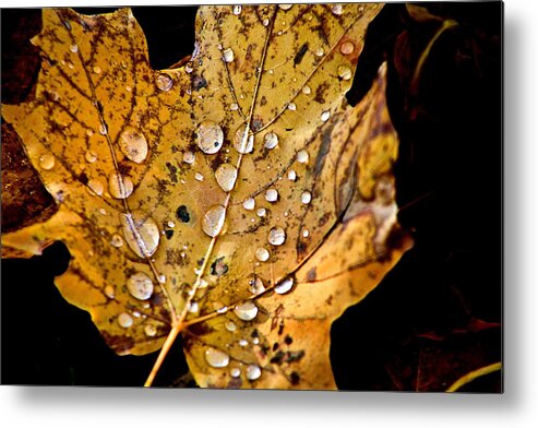 Fall Leaf With Water Droplets Metal Print featuring the photograph Leafwash by Burney Lieberman