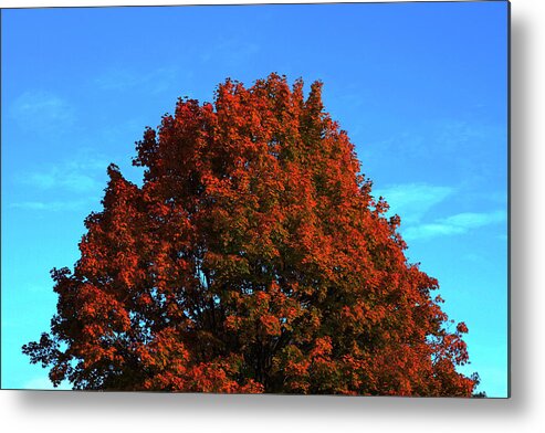 Fall Metal Print featuring the photograph Leaves by Dragan Kudjerski