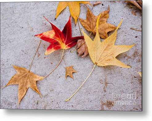 Autumn Metal Print featuring the photograph Leaves on the sidewalk by Cindy Garber Iverson