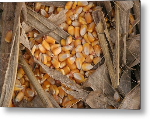 Corn Metal Print featuring the photograph Leftovers by Rick Rauzi