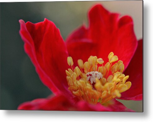 Flower Metal Print featuring the photograph Light and Flame by Melanie Moraga