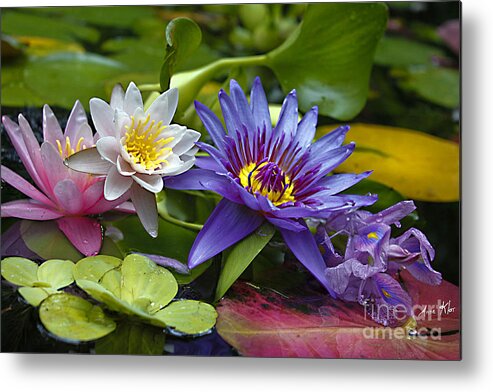 Waterlilies Metal Print featuring the photograph Lilies No. 17 by Anne Klar