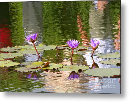  Metal Print featuring the photograph Lilly reflection by Daniel Knighton
