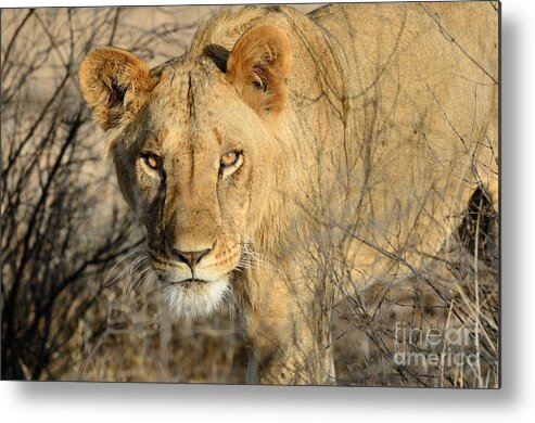 Lion Metal Print featuring the photograph Lion by Alan Clifford