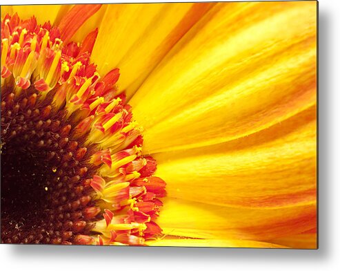 Yellow Metal Print featuring the photograph Little bit of sunshine by Eunice Gibb