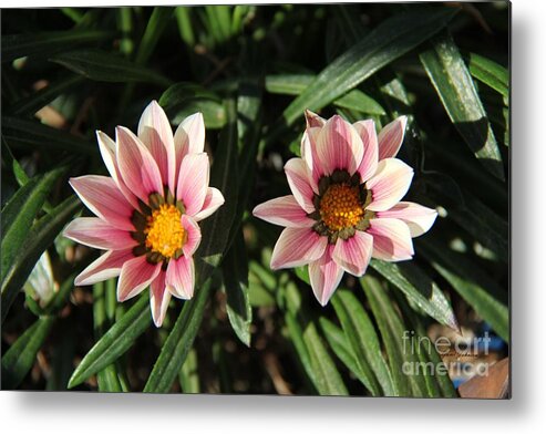 Flowers Metal Print featuring the photograph Little twins by Yumi Johnson