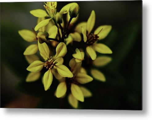 Yellow Metal Print featuring the photograph Little Yellow Flowers by Charles Garrett