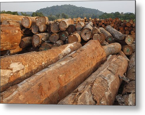Mp Metal Print featuring the photograph Logged Timber From The Tropical by Cyril Ruoso