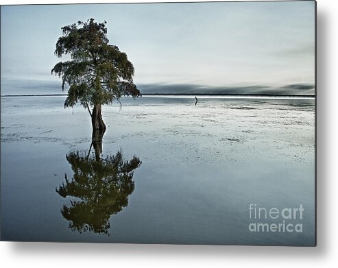 Individual Metal Print featuring the photograph Lone cypress tree in water. by John Greim