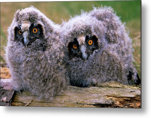 Fn Metal Print featuring the photograph Long-eared Owl Asio Otus Two Owlets by Do Van Dijck