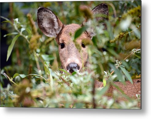 Deer Metal Print featuring the photograph Look What I Found In My Garden by Lori Tambakis
