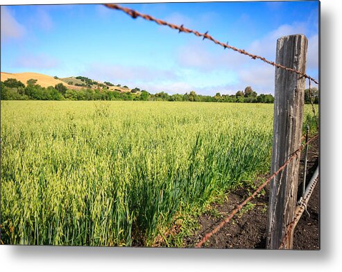 Hay Field Metal Print featuring the photograph Los Olivos Hay Field by Dina Calvarese