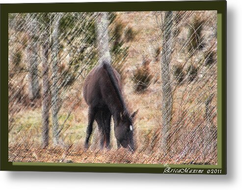 Horse Metal Print featuring the photograph Lost in the Woods by Ericamaxine Price