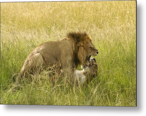 Africa Metal Print featuring the photograph Love in the Wild by Michele Burgess