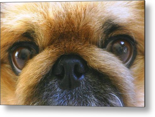  Metal Print featuring the photograph Loving Eyes by Jeanne Andrews