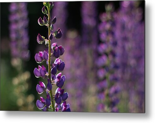 Canada Metal Print featuring the photograph Lupines by Jakub Sisak